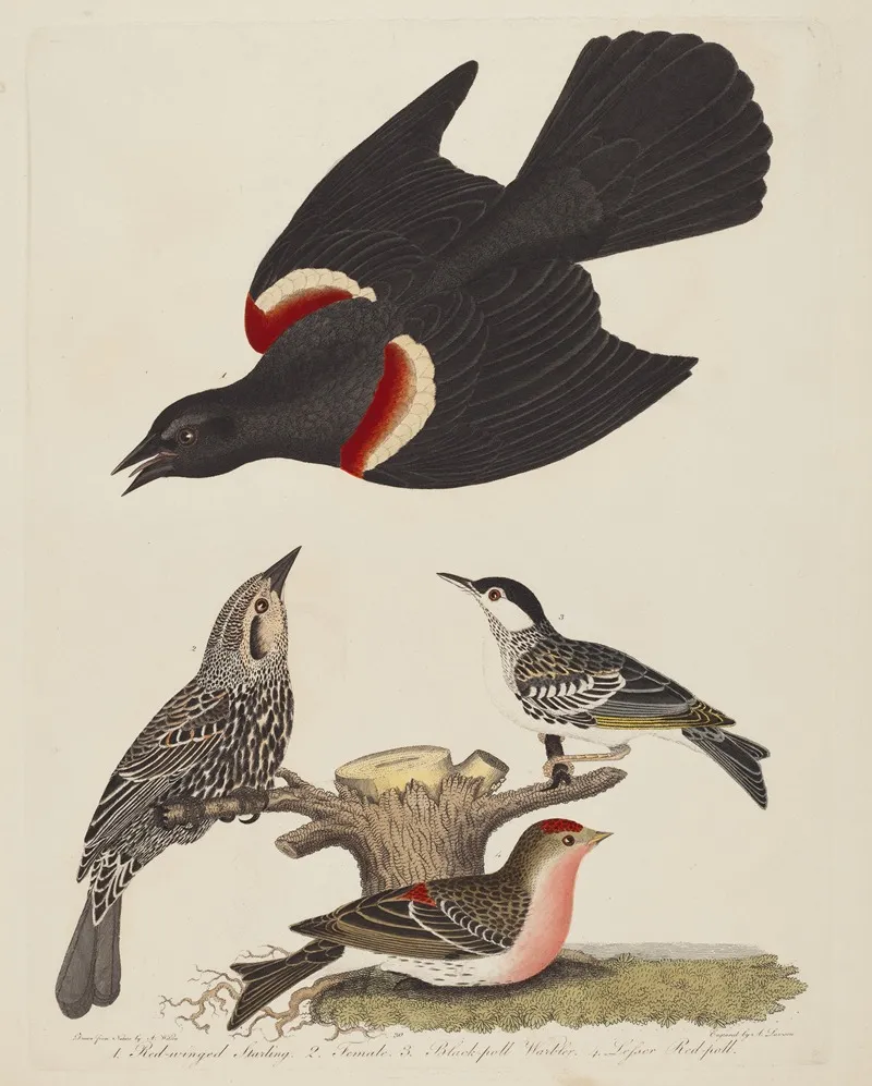 Red Winged Starling Female Red Winged Starling Black Poll Warbler And Lesser Red Poll Wall Art by Alexander Lawson - High-Resolution Digital Print