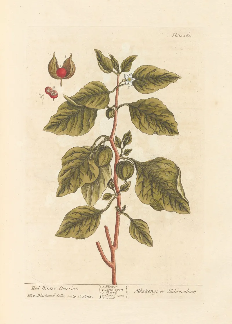 Red Winter Cherries Wall Art by Elizabeth Blackwell - High-Resolution Digital Print