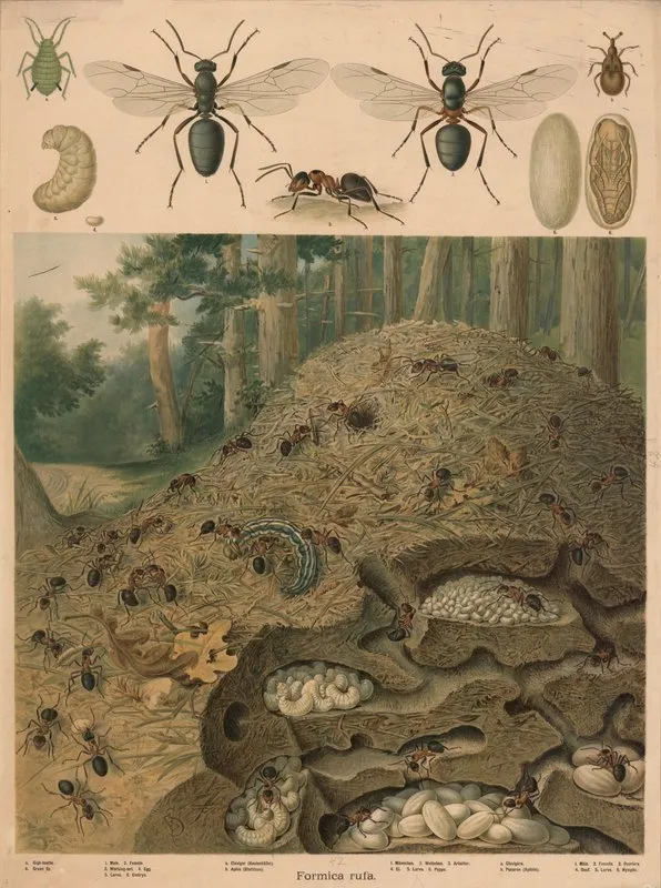 Red Wood Ant Formica Rufa Anthill Wall Art by Emil Schmidt - High-Resolution Digital Print
