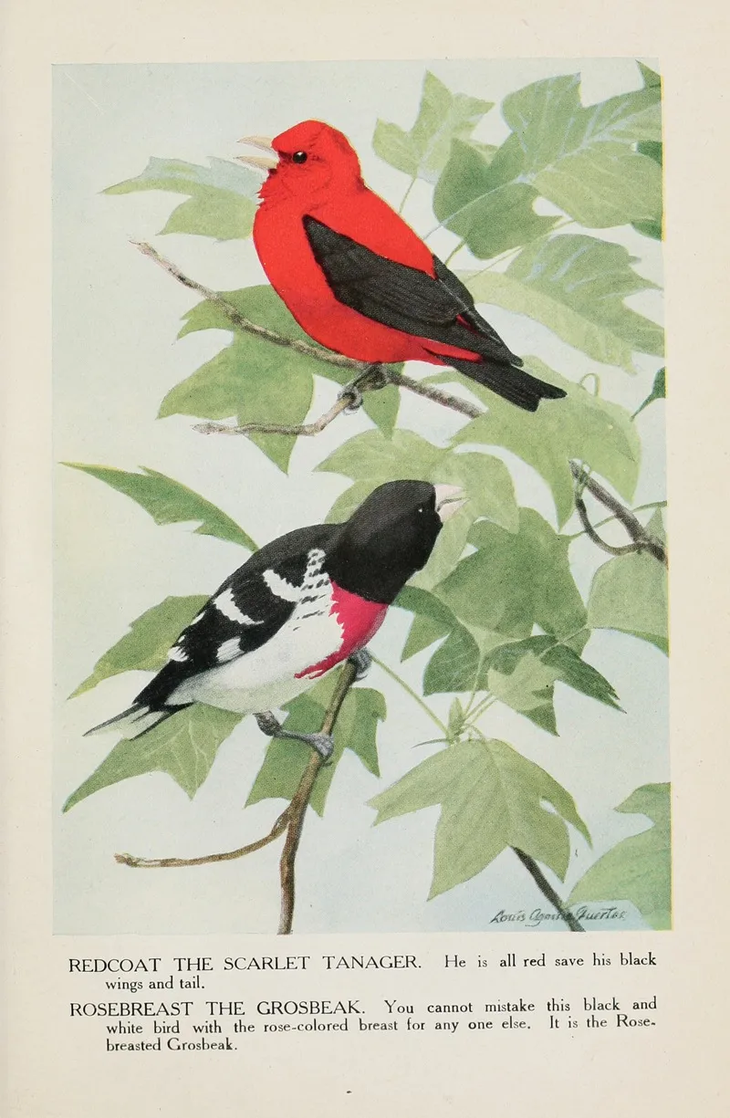 Redcoat The Scarlet Tanager Rosebreast The Grosbeak Wall Art by Louis Agassiz Fuertes - High-Resolution Digital Print