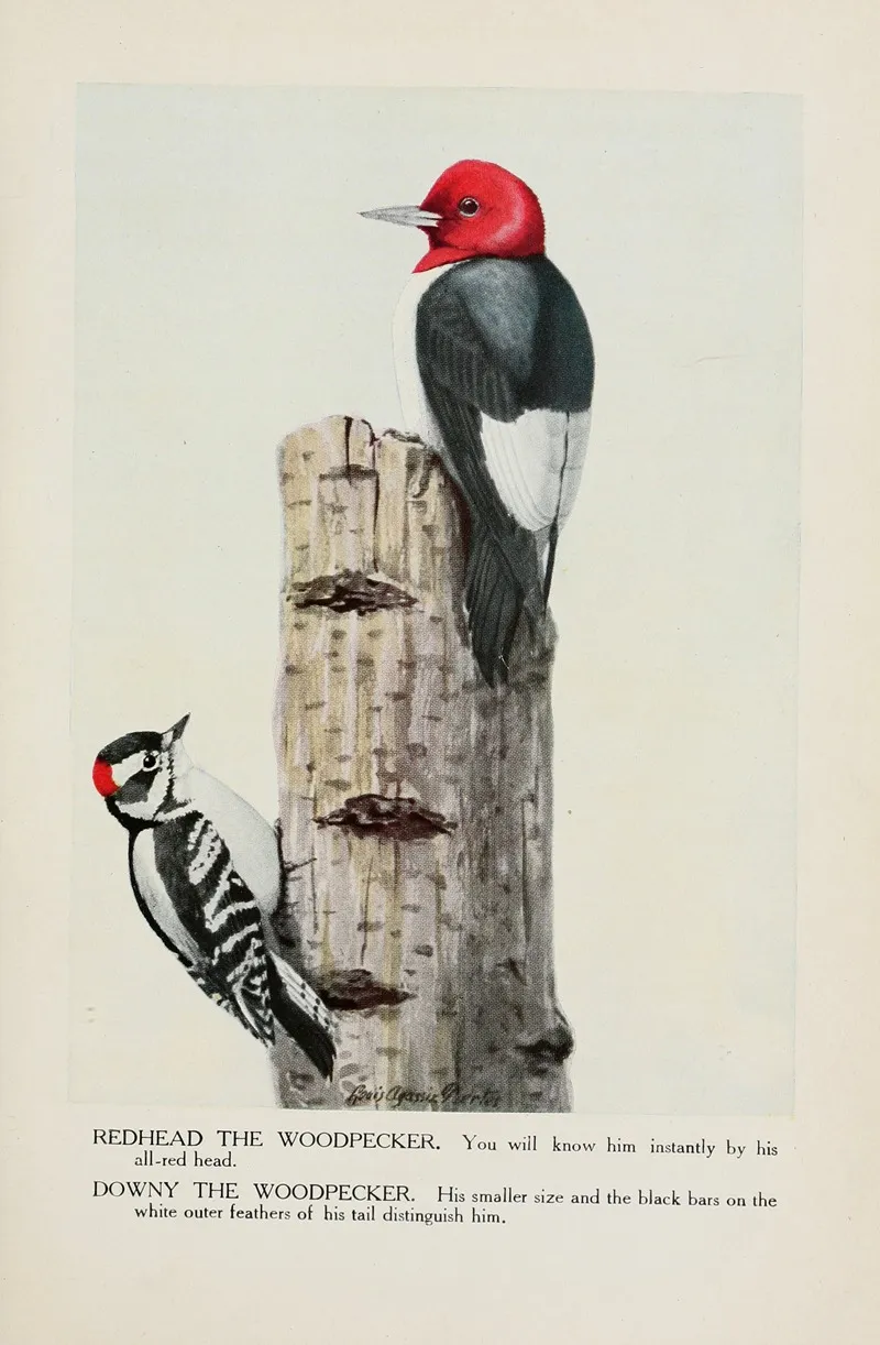 Redhead The Woodpecker Downy The Woodpecker Wall Art by Louis Agassiz Fuertes - High-Resolution Digital Print