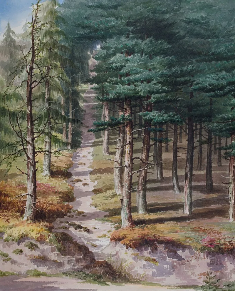 Rednal Wood