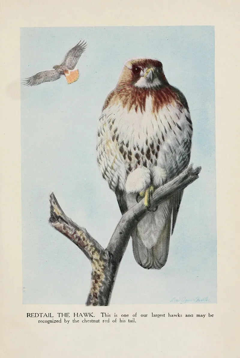 Redtail The Hawk Wall Art by Louis Agassiz Fuertes - High-Resolution Digital Print
