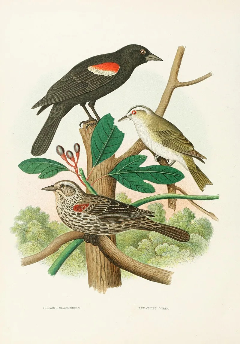Redwing Blackbird Red Eyed Vireo Wall Art by Edwin L. Sheppard - High-Resolution Digital Print