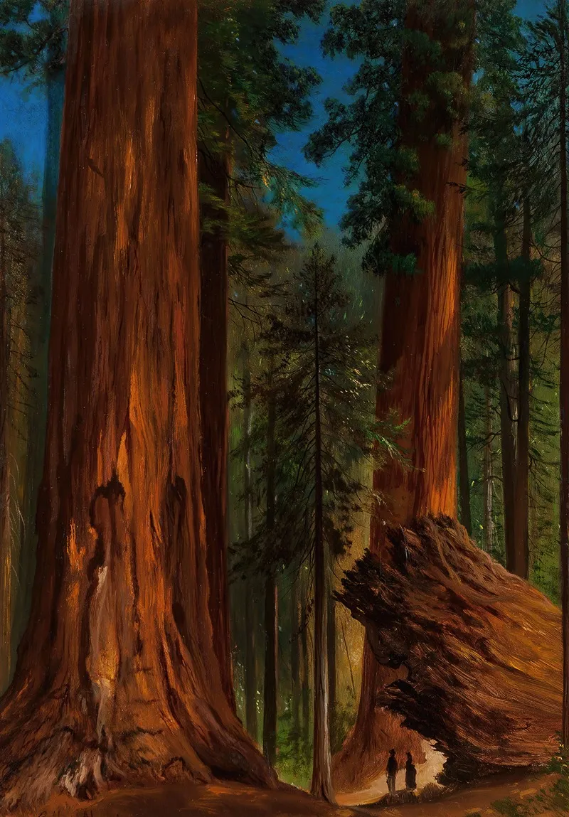 Redwood Forest Yosemite Valley Wall Art by Gilbert Davis Munger - High-Resolution Digital Print