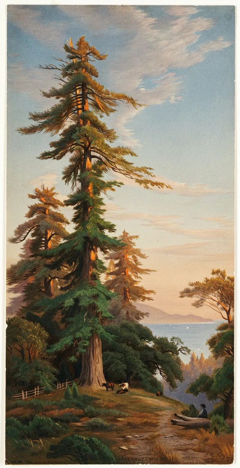 Redwood Trees Santa Cruz Mts Cal