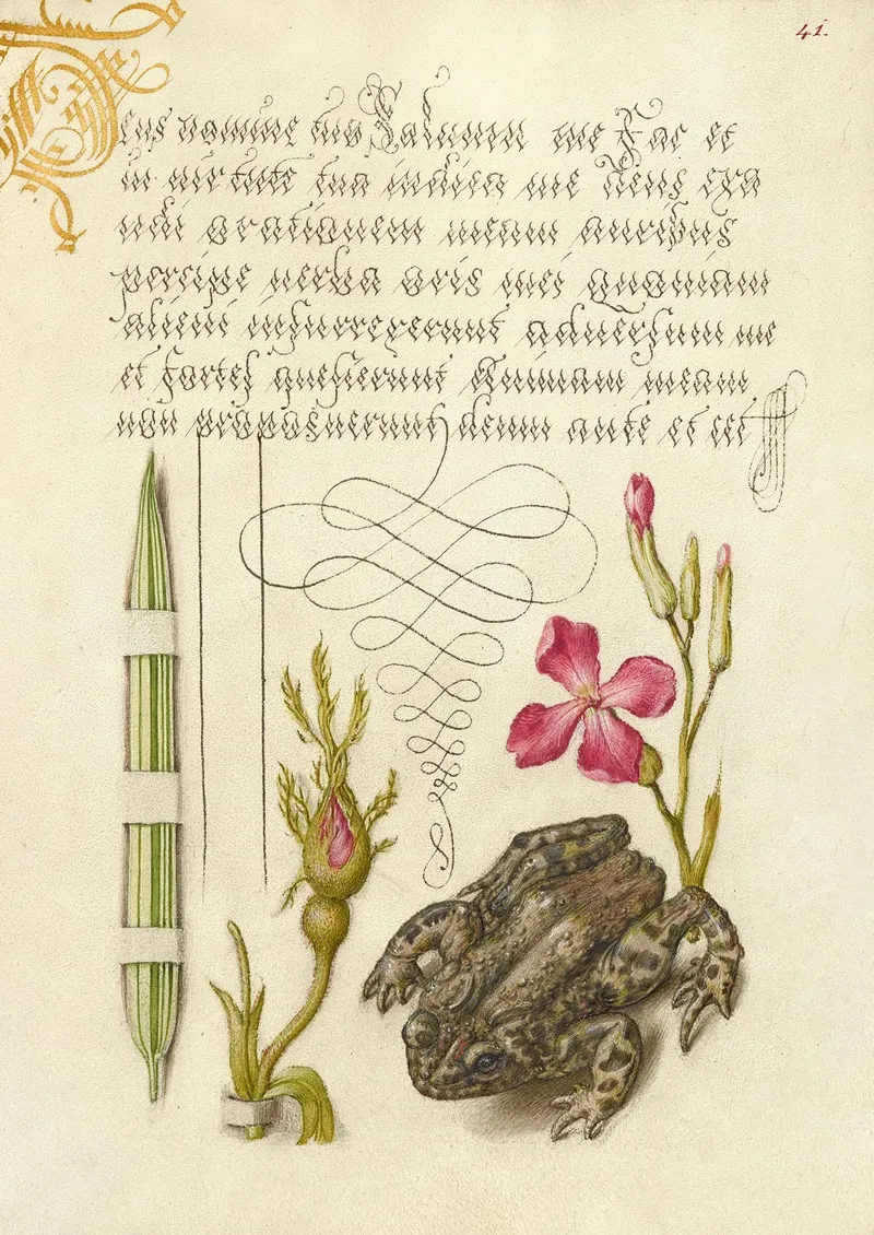 Reed Grass French Rose Toad And Gillyflower