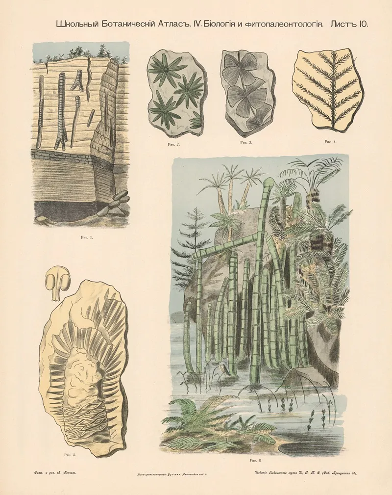 Reed Plants Petrifications Wall Art by Alexander-Paul Henckel - High-Resolution Digital Print
