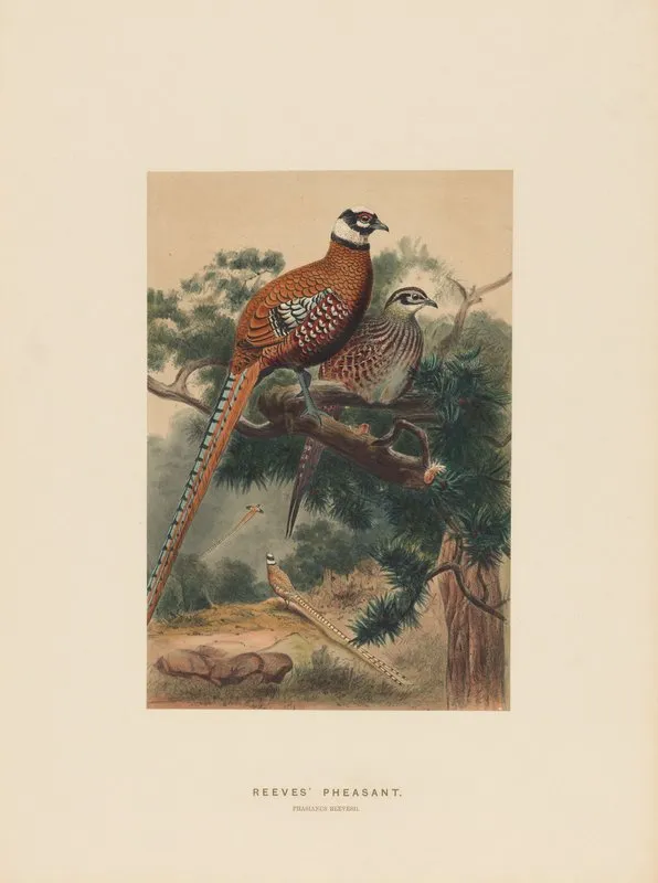 Reeves Pheasant 2 Wall Art by Joseph Wolf - High-Resolution Digital Print