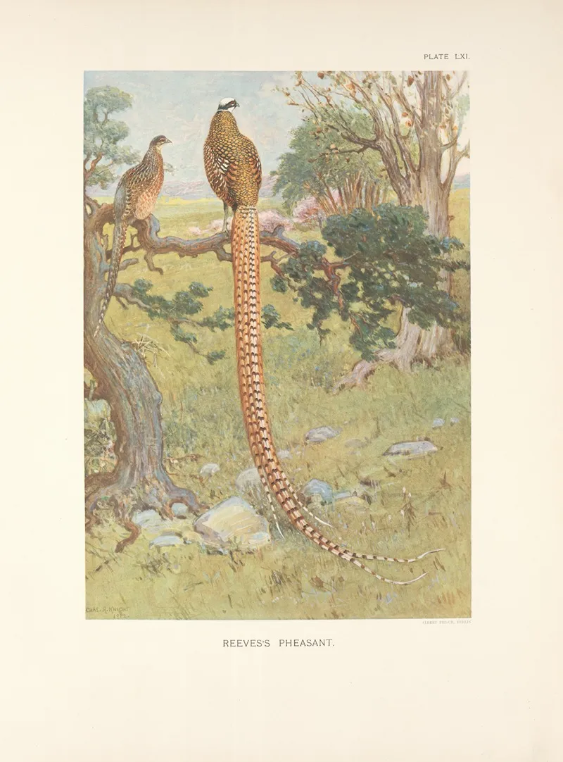 Reevess Pheasant Syrmaticus Reevesi Wall Art by Charles Robert Knight - High-Resolution Digital Print