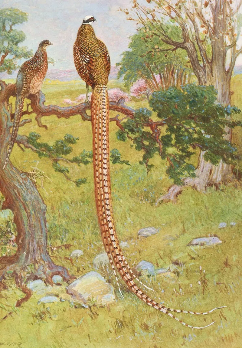 Reevess Pheasant Wall Art by Charles Robert Knight - High-Resolution Digital Print
