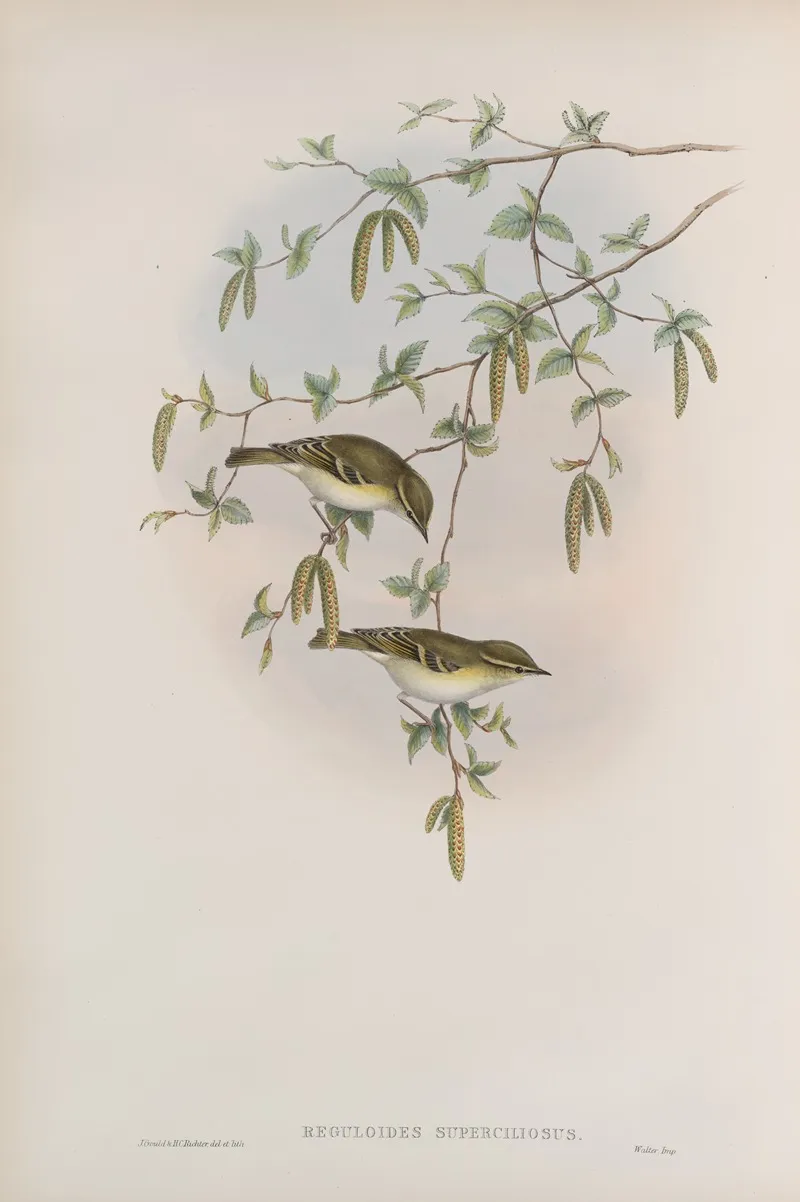 Reguloides Superciliosus Yellow Browed Warbler Wall Art by John Gould - High-Resolution Digital Print