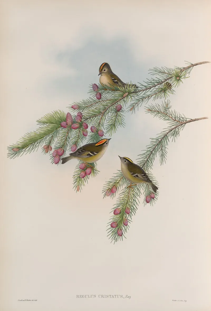 Regulus Cristatus Golden Crested Wren Or Kinglet Wall Art by John Gould - High-Resolution Digital Print