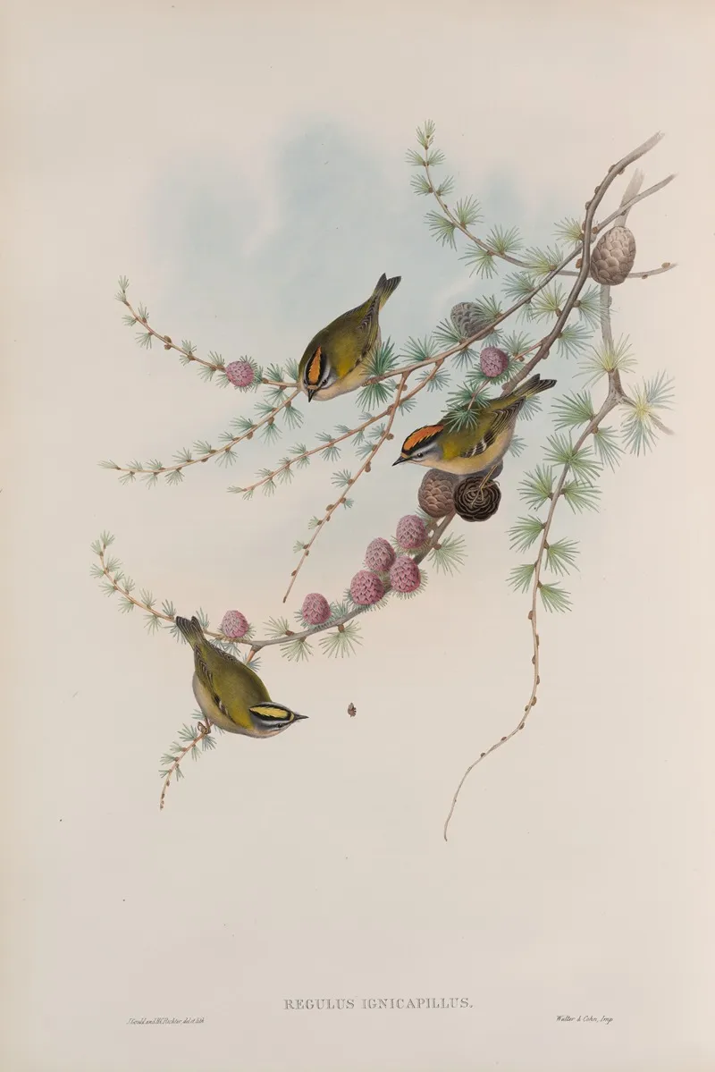 Regulus Ignicapillus Fire Crested Wren Wall Art by John Gould - High-Resolution Digital Print