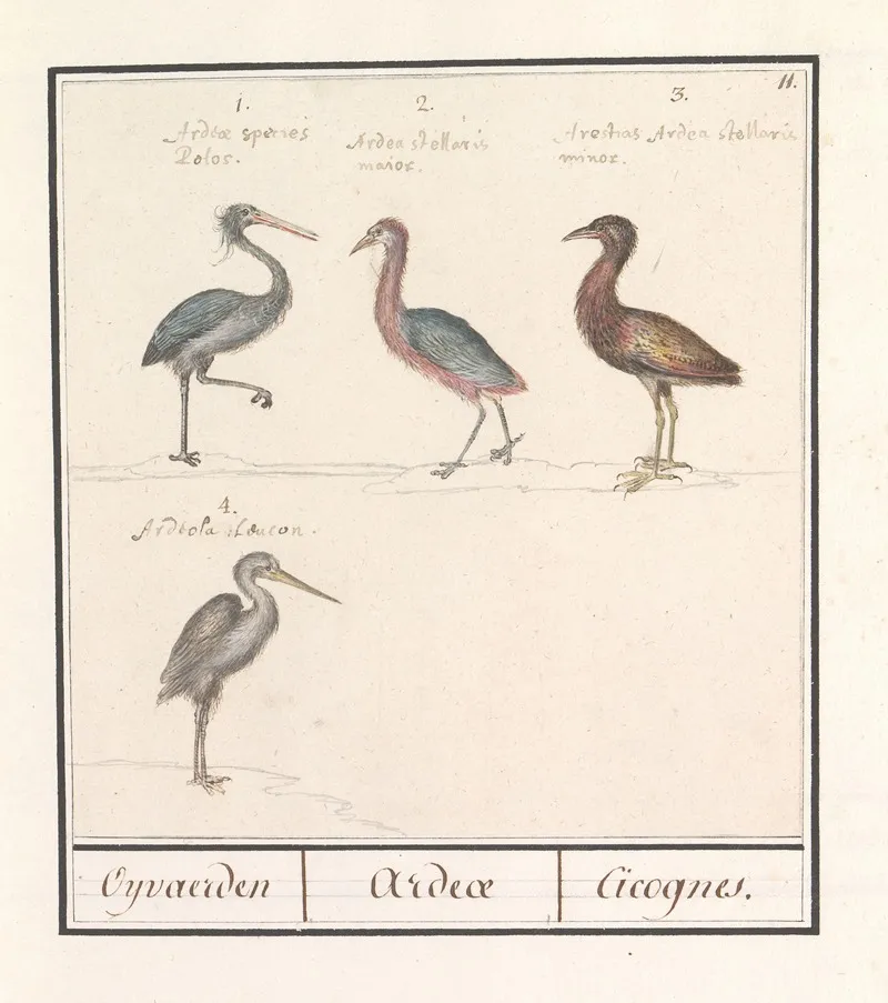 Reigers Ardeidae Wall Art by Anselmus Boëtius de Boodt - High-Resolution Digital Print