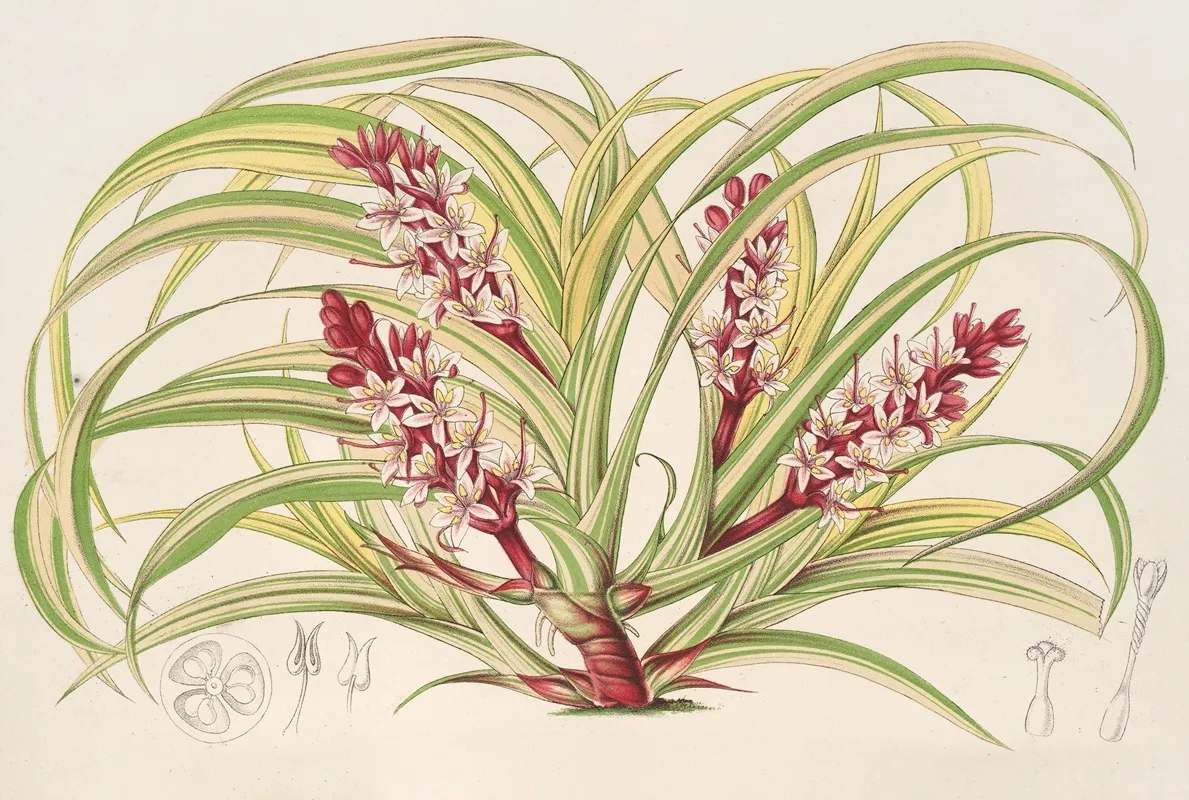 Reineckea Carnea Fol Varieg Wall Art by Charles Antoine Lemaire - High-Resolution Digital Print