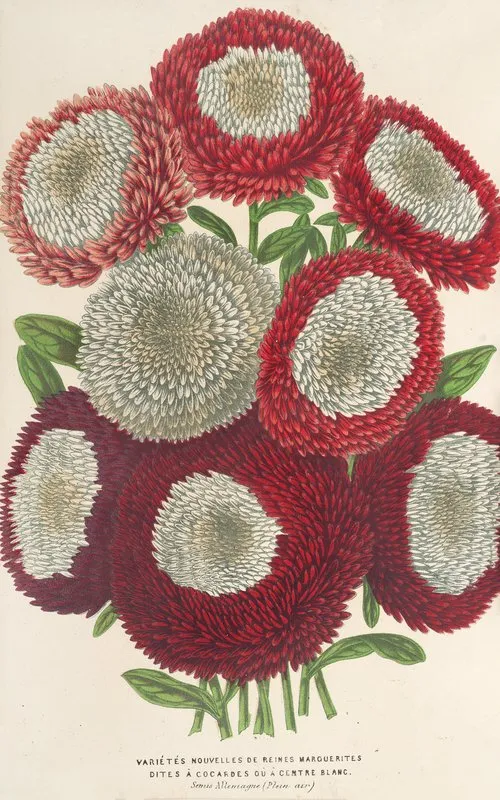 Reines Marguerites Nouvelles A Centre Blanc Wall Art by Charles Antoine Lemaire - High-Resolution Digital Print