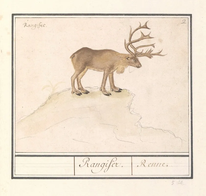 Rendier Rangifer Tarandus Rangifer Renne Wall Art by Anselmus Boëtius de Boodt - High-Resolution Digital Print