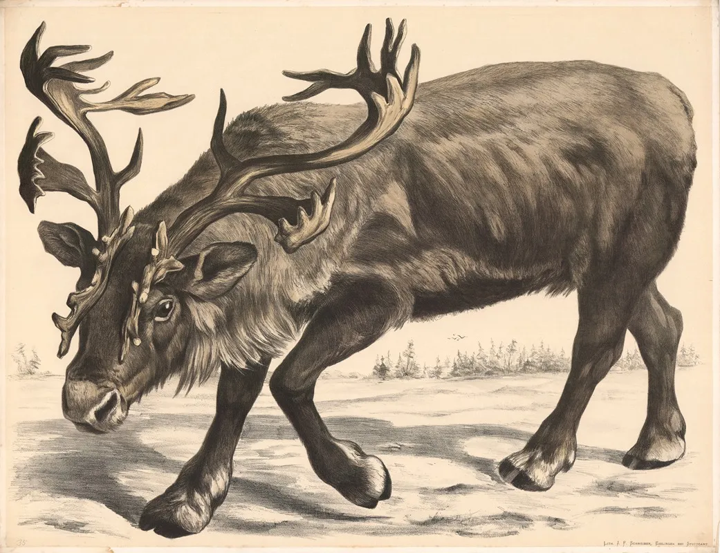 Renntier Tarandusrangifer Wall Art by Franz Engleder - High-Resolution Digital Print