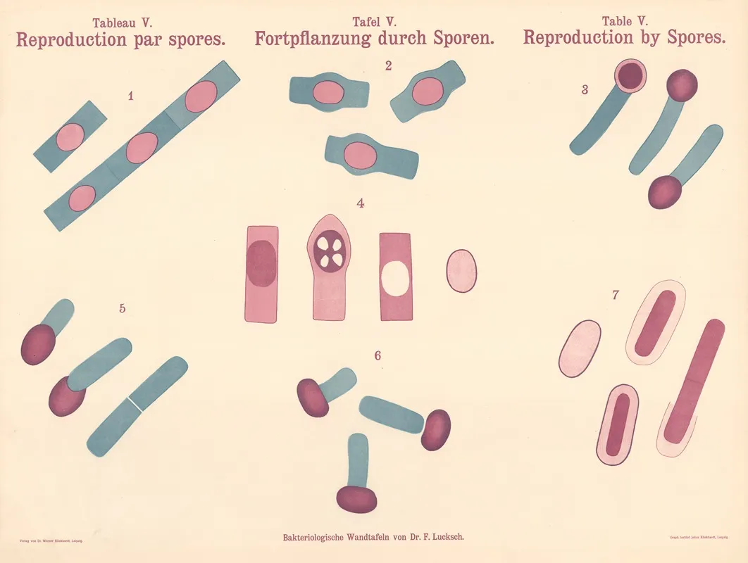 Reproduction By Spores Wall Art by Hans Ernst August Buchner - High-Resolution Digital Print