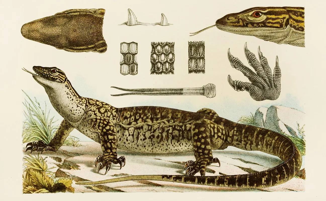 Reptiles I Wall Art by Frederick McCoy - High-Resolution Digital Print