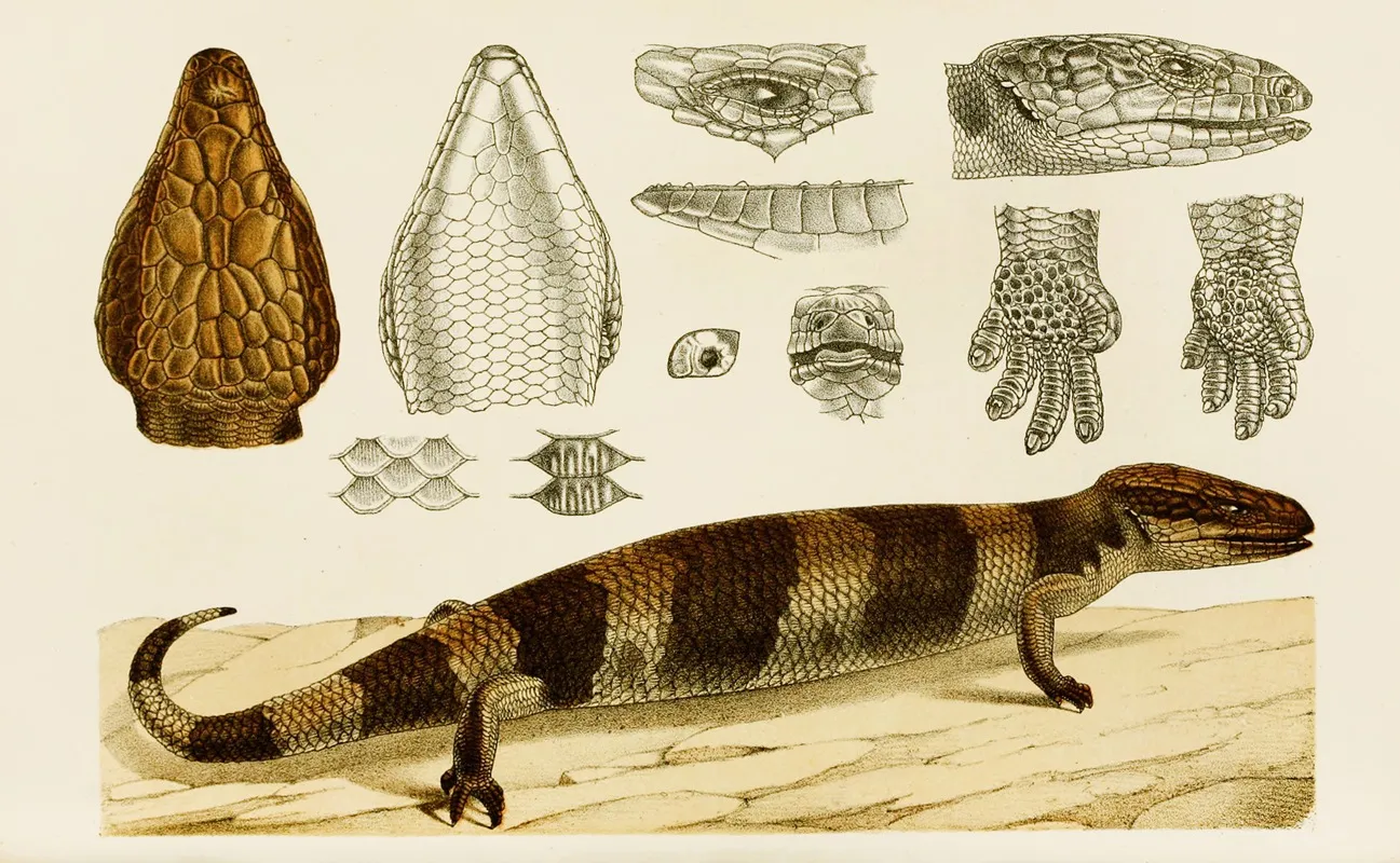 Reptiles Vi Wall Art by Frederick McCoy - High-Resolution Digital Print