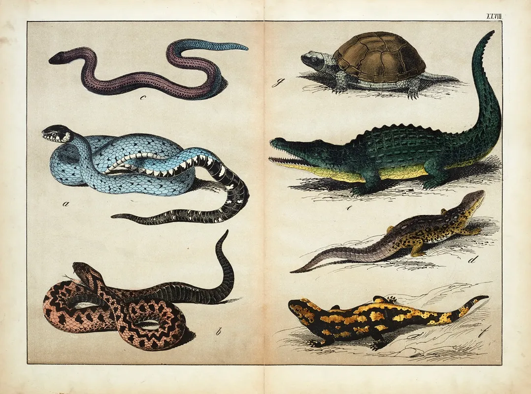 Reptiles Wall Art by D. Englert - High-Resolution Digital Print