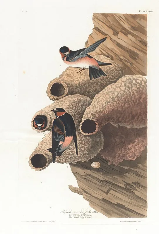 Republican Or Cliff Swallow Wall Art by John James Audubon - High-Resolution Digital Print