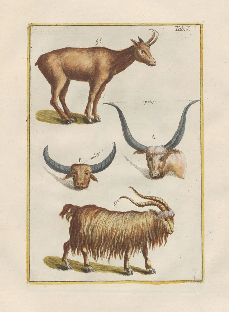 Rerum Naturalium Historia Nempe Quadrupedum Pl 05 Wall Art by Filippo Buonanni - High-Resolution Digital Print