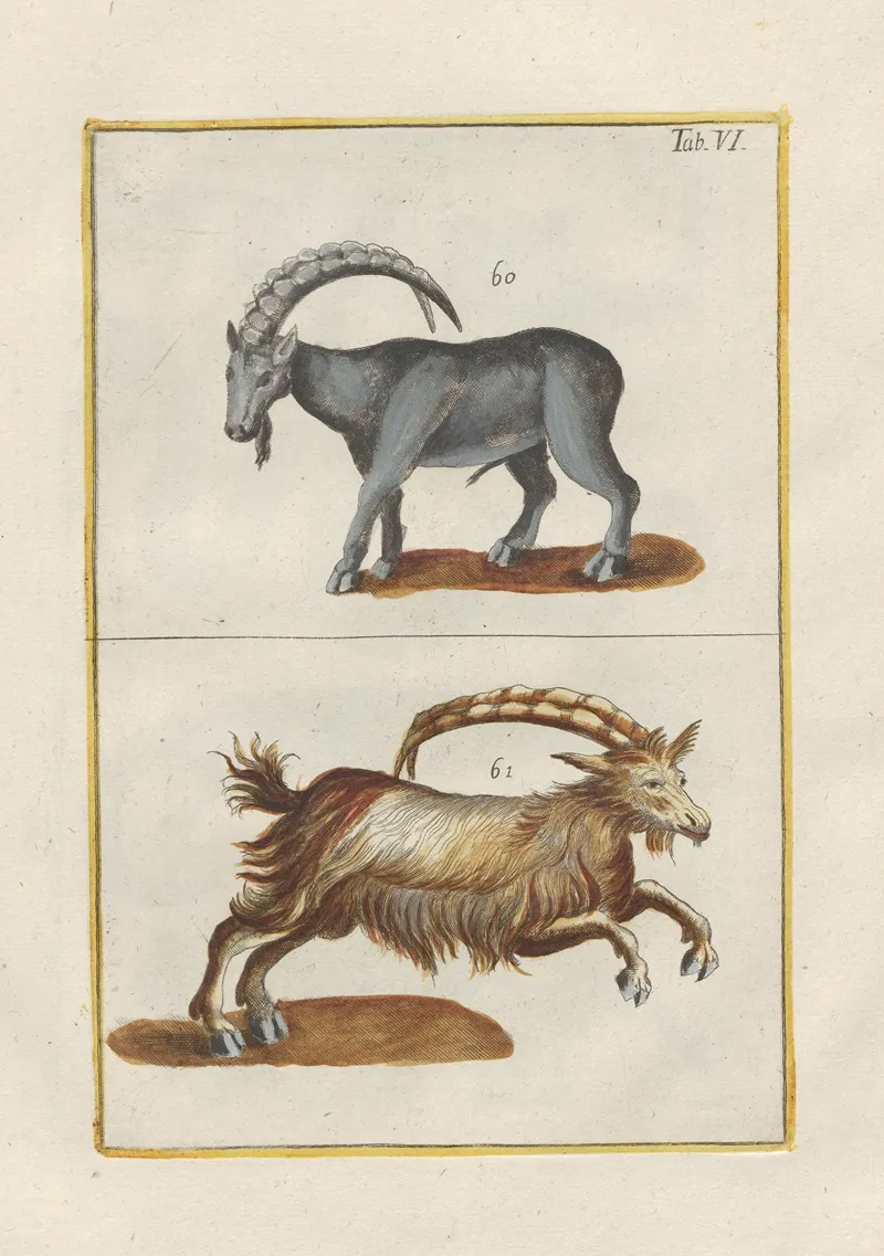 Rerum Naturalium Historia Nempe Quadrupedum Pl 06 Wall Art by Filippo Buonanni - High-Resolution Digital Print