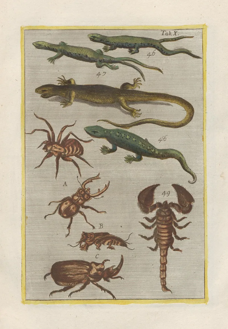 Rerum Naturalium Historia Nempe Quadrupedum Pl 10 Wall Art by Filippo Buonanni - High-Resolution Digital Print