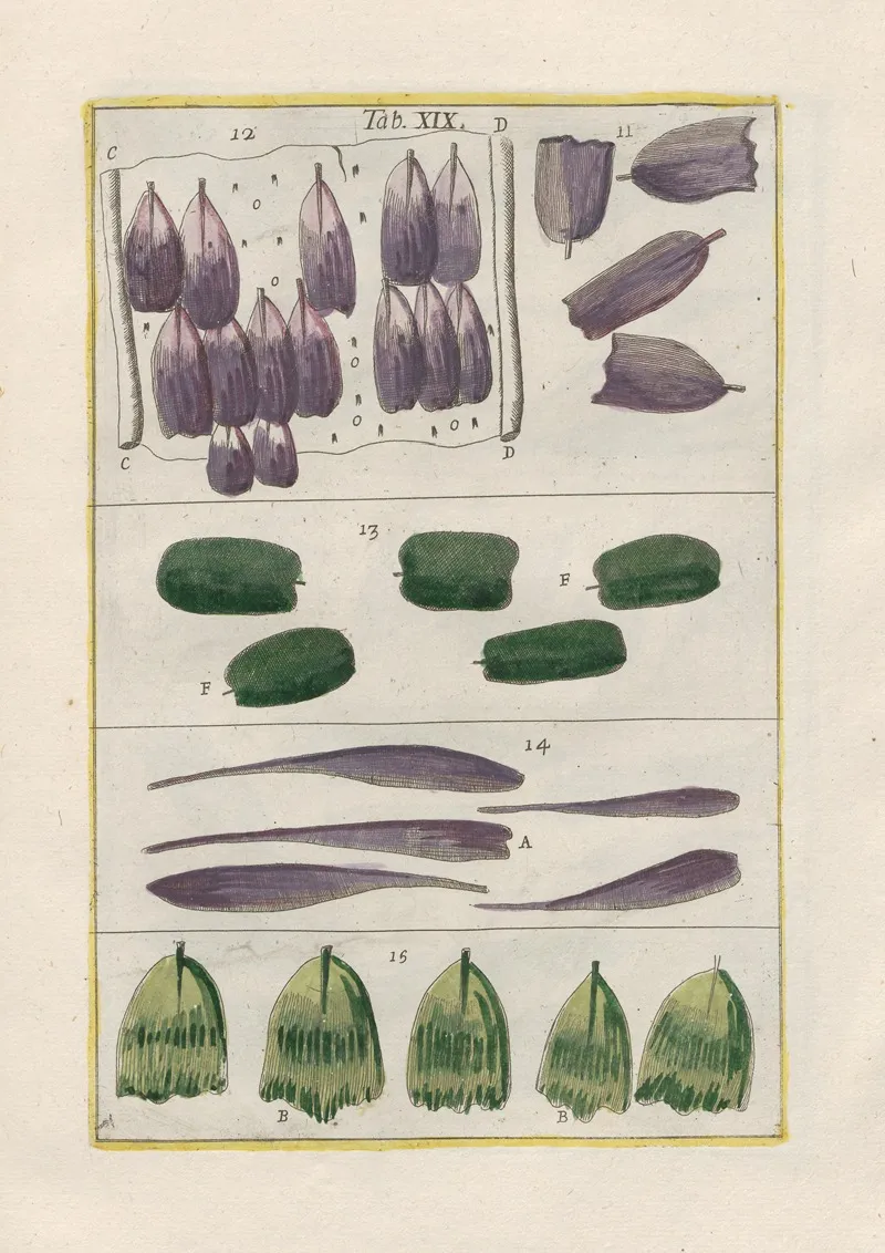 Rerum Naturalium Historia Nempe Quadrupedum Pl 19 Wall Art by Filippo Buonanni - High-Resolution Digital Print