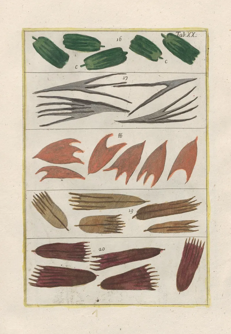 Rerum Naturalium Historia Nempe Quadrupedum Pl 20 Wall Art by Filippo Buonanni - High-Resolution Digital Print
