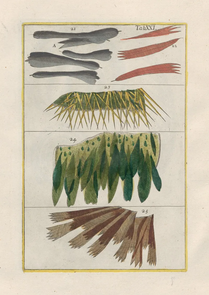Rerum Naturalium Historia Nempe Quadrupedum Pl 21 Wall Art by Filippo Buonanni - High-Resolution Digital Print