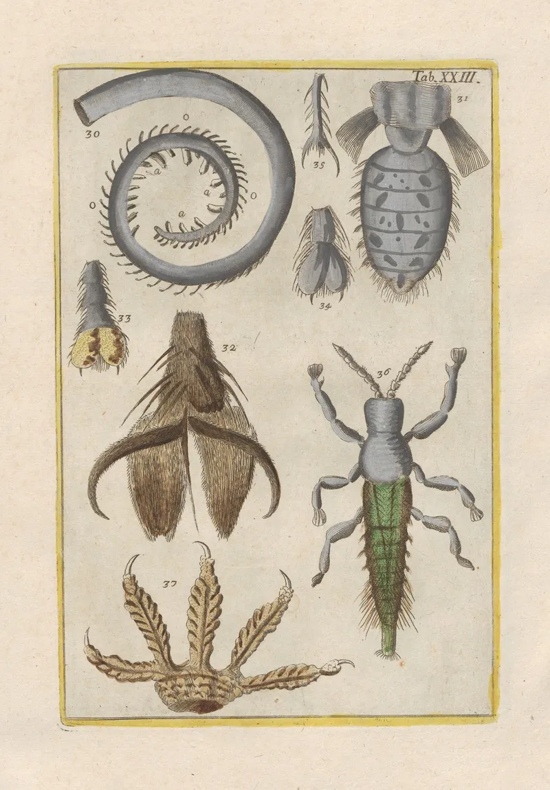 Rerum Naturalium Historia Nempe Quadrupedum Pl 23 Wall Art by Filippo Buonanni - High-Resolution Digital Print