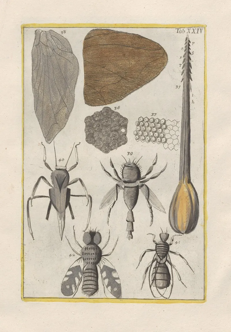Rerum Naturalium Historia Nempe Quadrupedum Pl 24 Wall Art by Filippo Buonanni - High-Resolution Digital Print