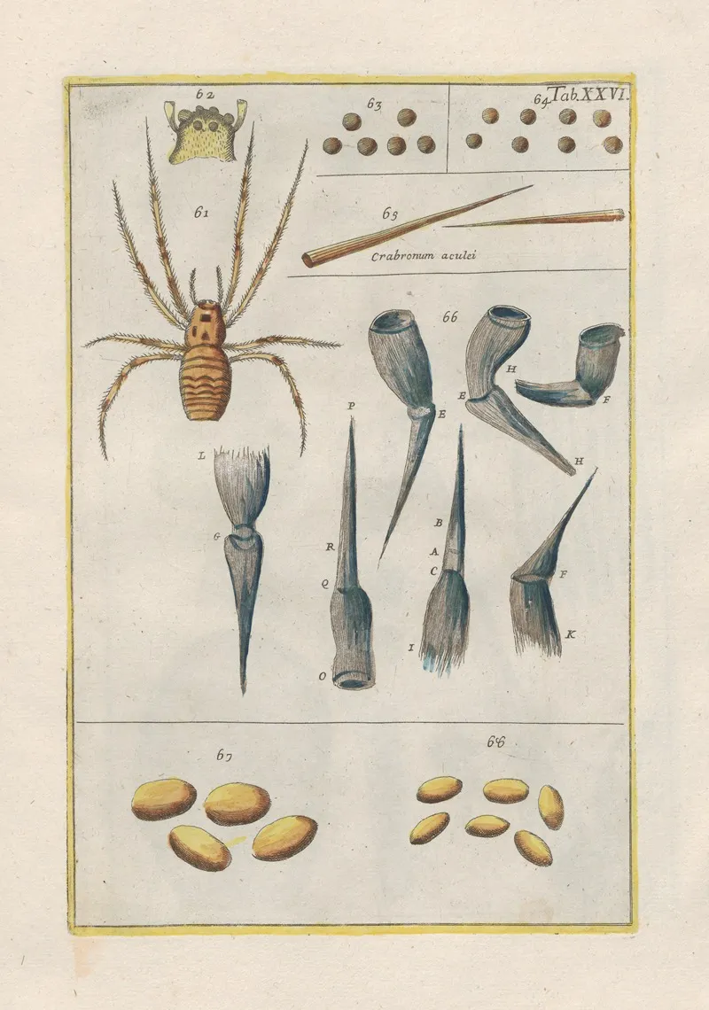 Rerum Naturalium Historia Nempe Quadrupedum Pl 26 Wall Art by Filippo Buonanni - High-Resolution Digital Print