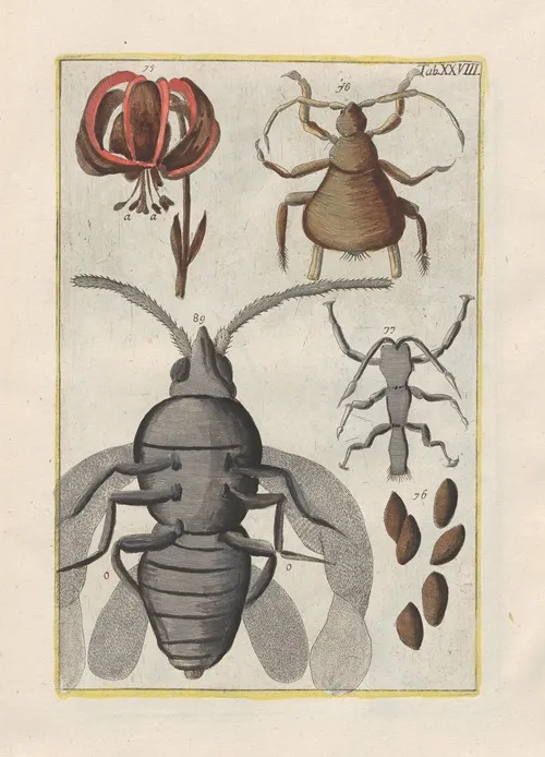 Rerum Naturalium Historia Nempe Quadrupedum Pl 28 Wall Art by Filippo Buonanni - High-Resolution Digital Print
