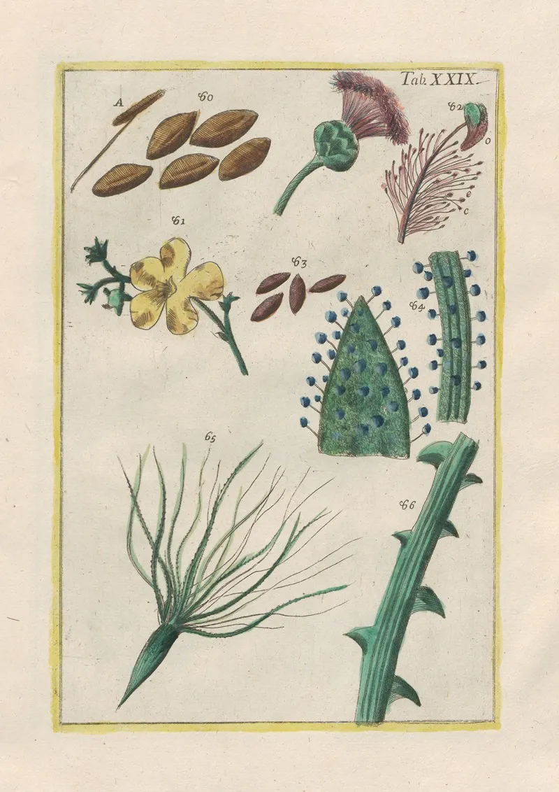 Rerum Naturalium Historia Nempe Quadrupedum Pl 29 Wall Art by Filippo Buonanni - High-Resolution Digital Print