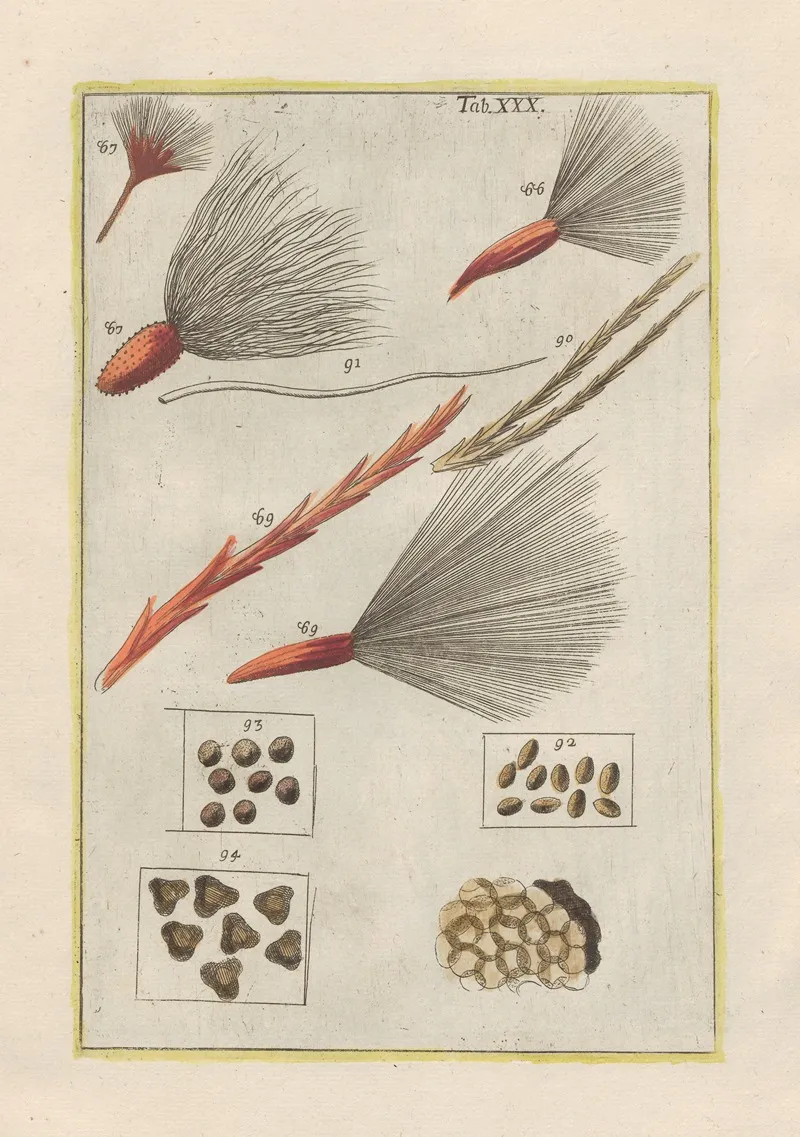 Rerum Naturalium Historia Nempe Quadrupedum Pl 30 Wall Art by Filippo Buonanni - High-Resolution Digital Print