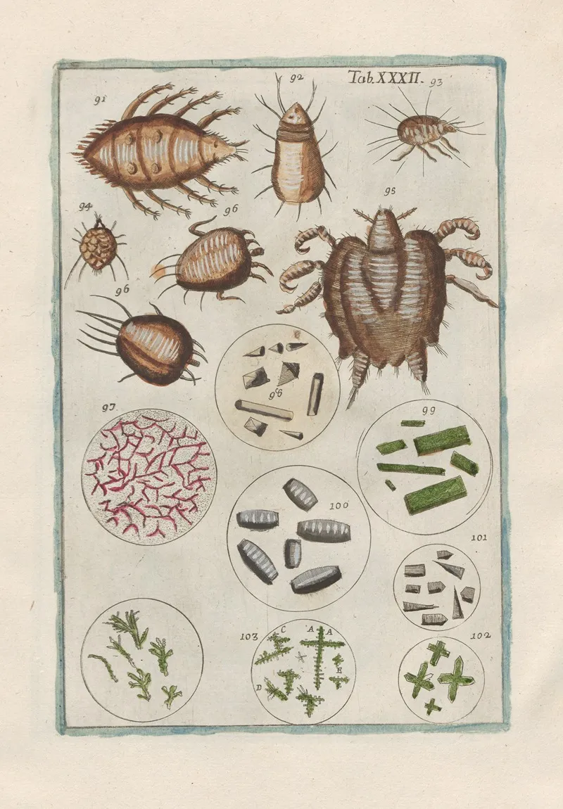 Rerum Naturalium Historia Nempe Quadrupedum Pl 32 Wall Art by Filippo Buonanni - High-Resolution Digital Print