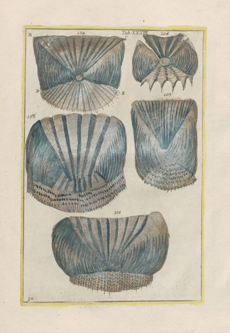 Rerum Naturalium Historia Nempe Quadrupedum Pl 33 Wall Art by Filippo Buonanni - High-Resolution Digital Print