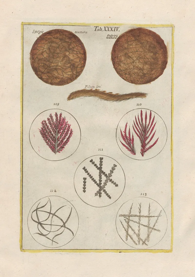 Rerum Naturalium Historia Nempe Quadrupedum Pl 34 Wall Art by Filippo Buonanni - High-Resolution Digital Print