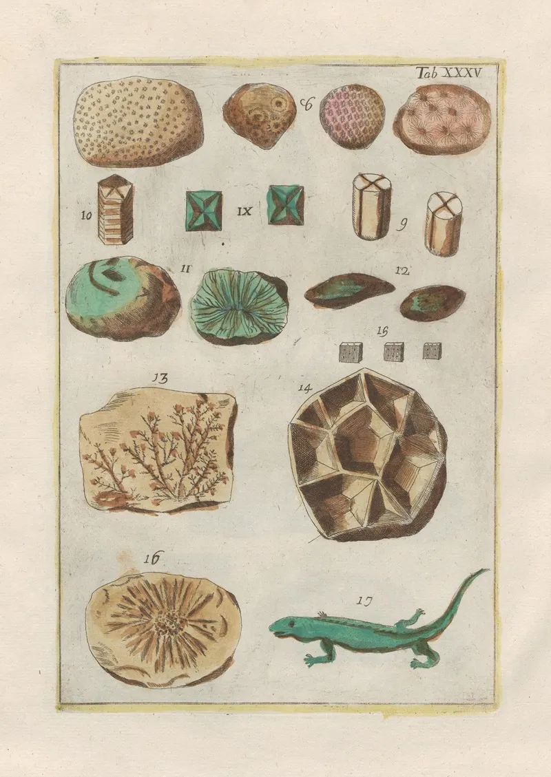 Rerum Naturalium Historia Nempe Quadrupedum Pl 35 Wall Art by Filippo Buonanni - High-Resolution Digital Print