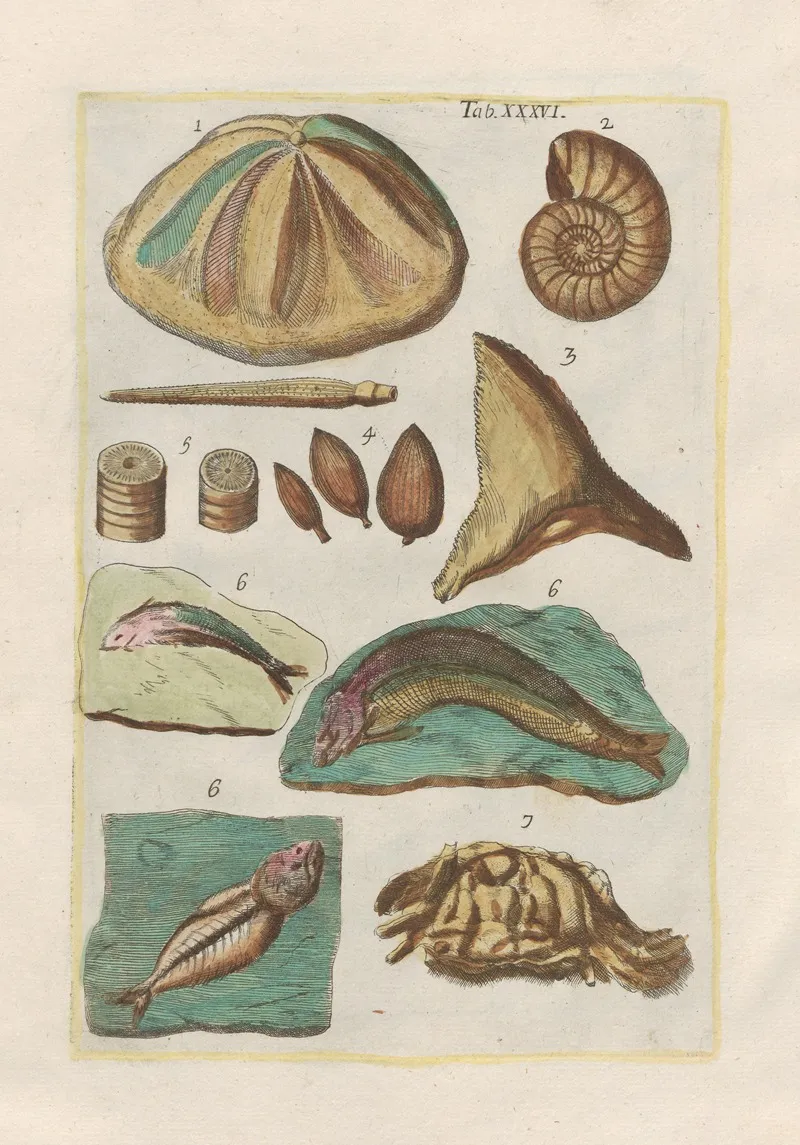 Rerum Naturalium Historia Nempe Quadrupedum Pl 36 Wall Art by Filippo Buonanni - High-Resolution Digital Print