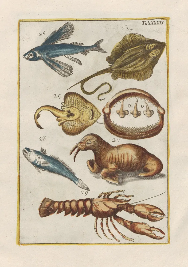 Rerum Naturalium Historia Nempe Quadrupedum Pl 39 Wall Art by Filippo Buonanni - High-Resolution Digital Print
