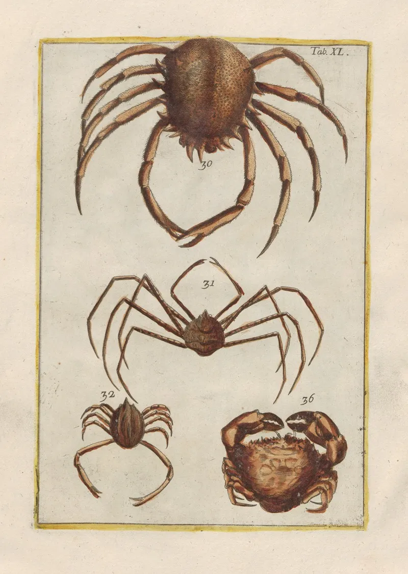 Rerum Naturalium Historia Nempe Quadrupedum Pl 40 Wall Art by Filippo Buonanni - High-Resolution Digital Print