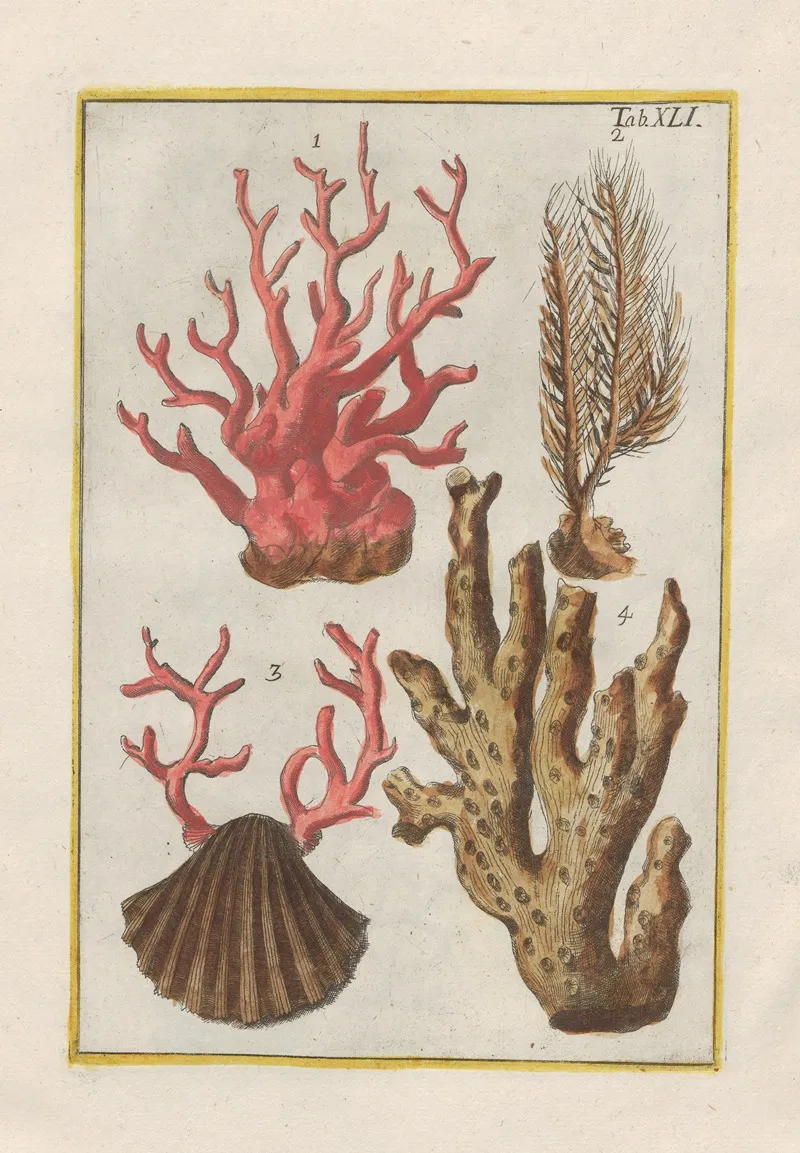 Rerum Naturalium Historia Nempe Quadrupedum Pl 41 Wall Art by Filippo Buonanni - High-Resolution Digital Print
