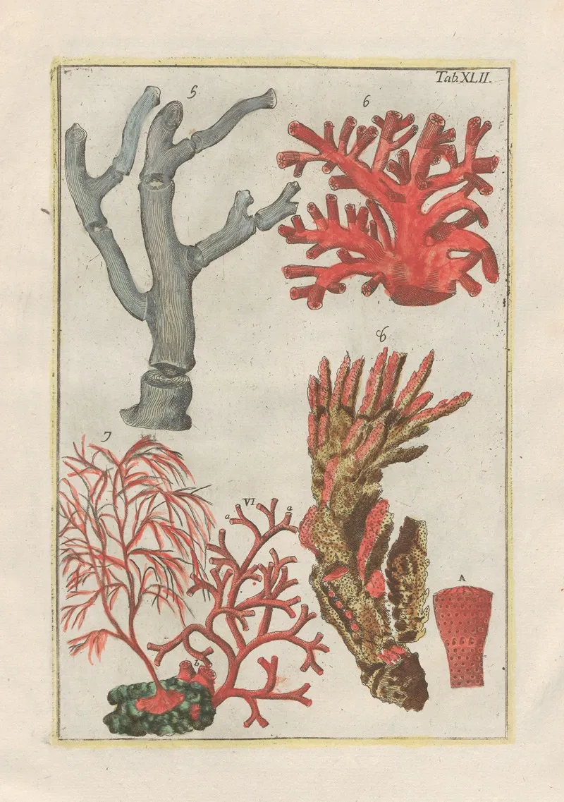 Rerum Naturalium Historia Nempe Quadrupedum Pl 42 Wall Art by Filippo Buonanni - High-Resolution Digital Print