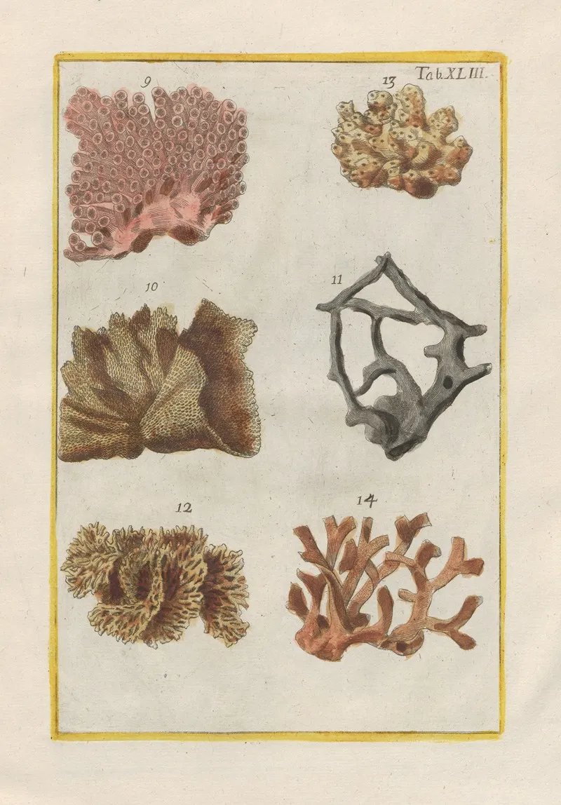 Rerum Naturalium Historia Nempe Quadrupedum Pl 43 Wall Art by Filippo Buonanni - High-Resolution Digital Print